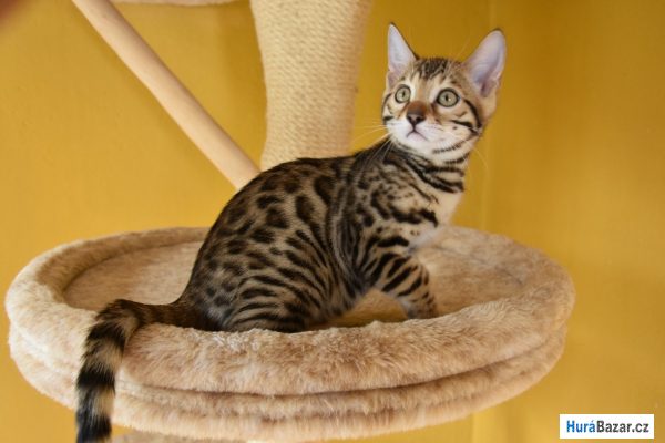 detailní fotografie