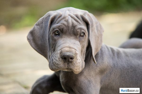 detailní fotografie