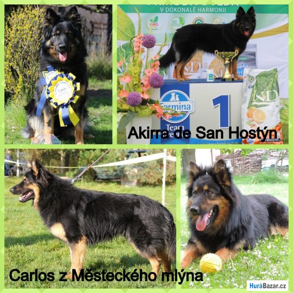 detailní fotografie