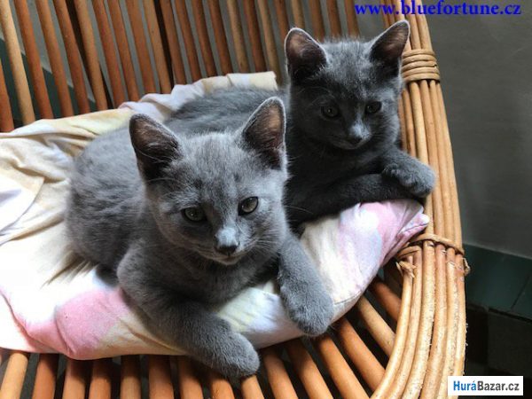 detailní fotografie