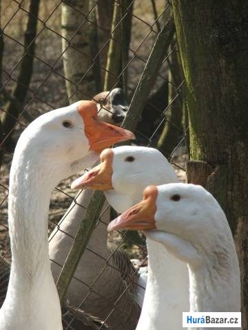 detailní fotografie