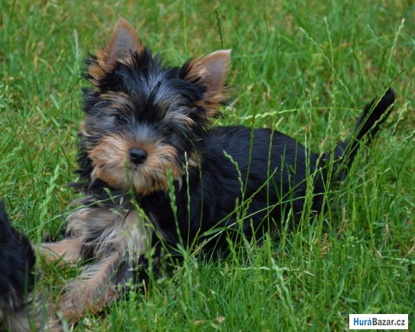 detailní fotografie