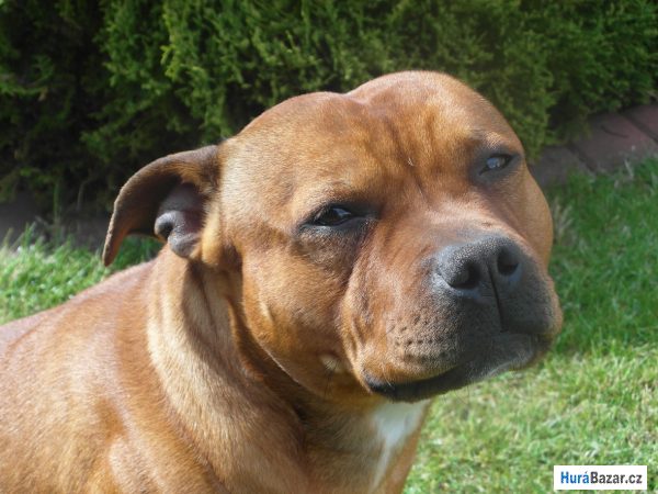 detailní fotografie