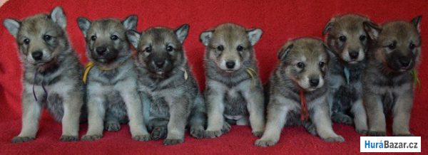 detailní fotografie