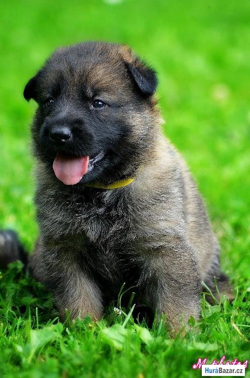 detailní fotografie