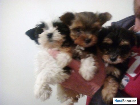 detailní fotografie