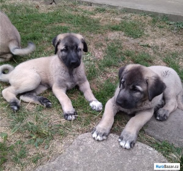 detailní fotografie