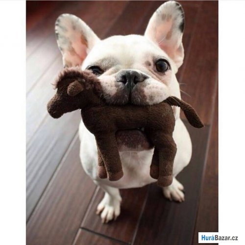 detailní fotografie