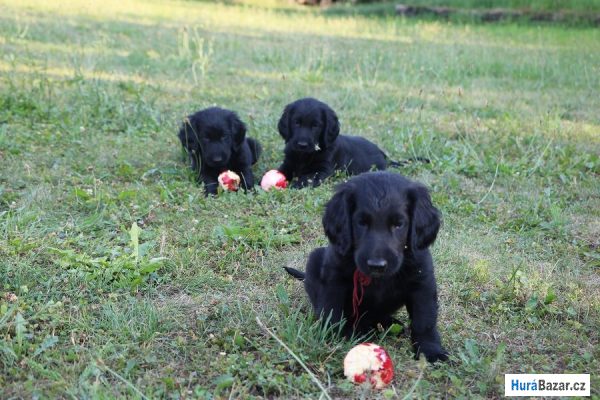 detailní fotografie