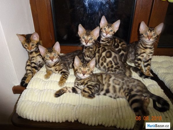 detailní fotografie