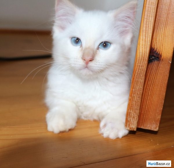 detailní fotografie