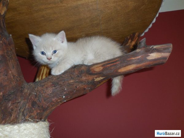 detailní fotografie