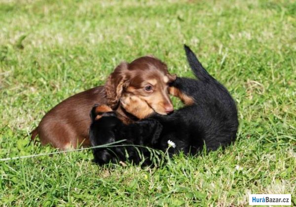 detailní fotografie