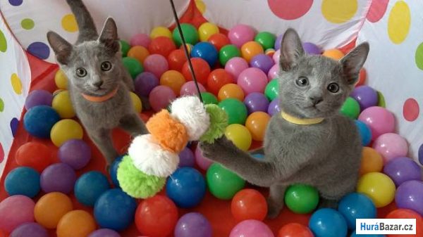 detailní fotografie