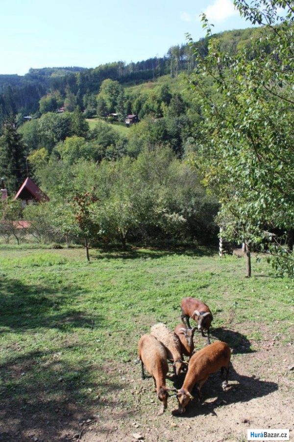 detailní fotografie