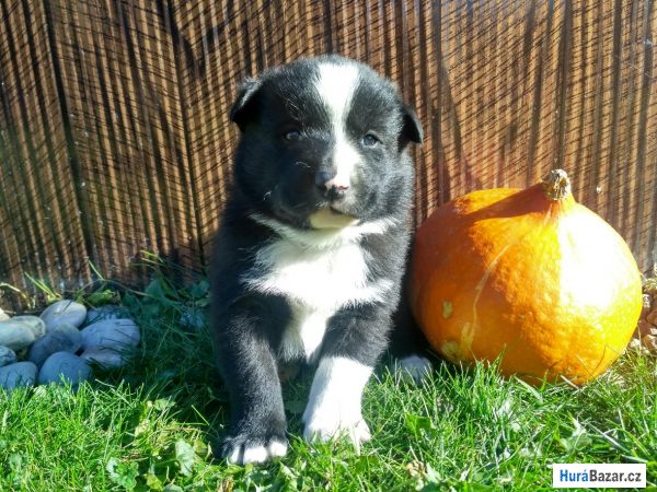 detailní fotografie