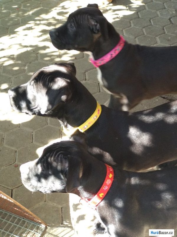 detailní fotografie