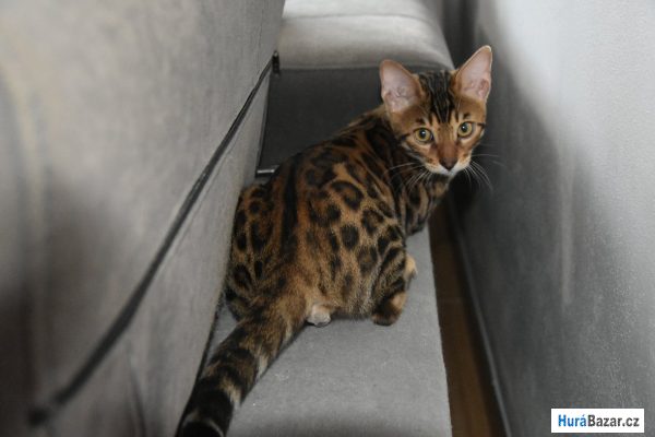 detailní fotografie