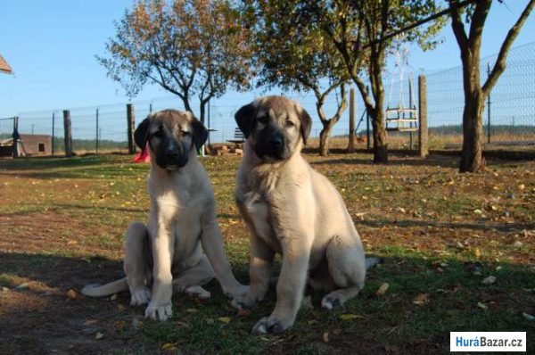 detailní fotografie