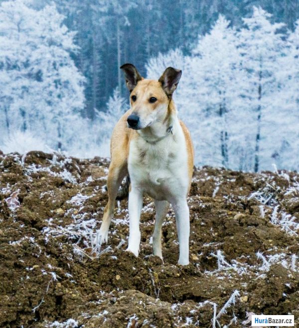 detailní fotografie