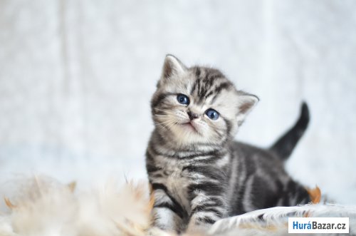 detailní fotografie