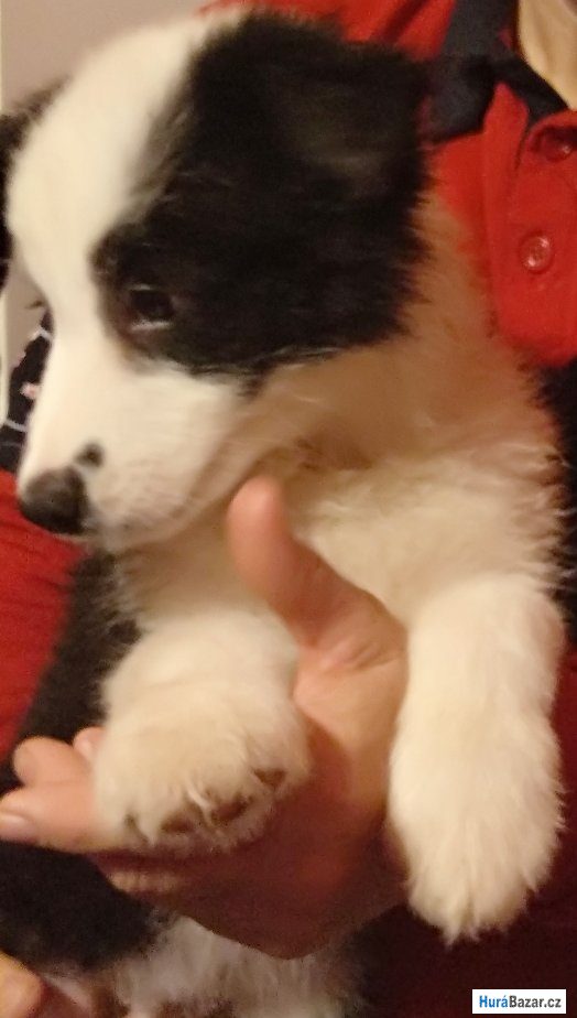 detailní fotografie