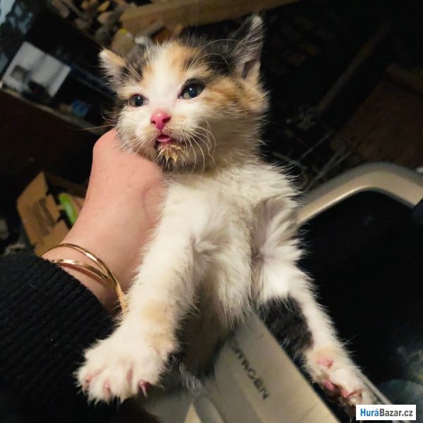 detailní fotografie