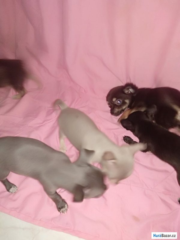 detailní fotografie