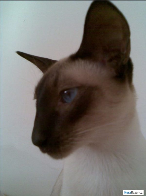 detailní fotografie