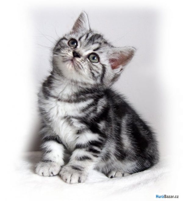 detailní fotografie