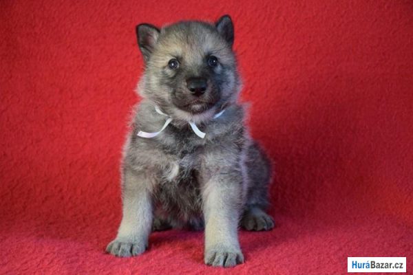 detailní fotografie