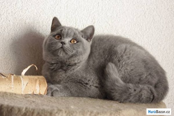 detailní fotografie