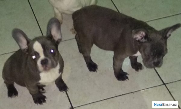 detailní fotografie