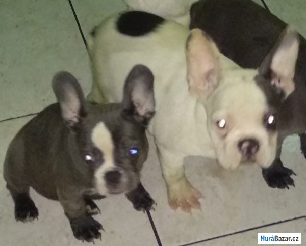 detailní fotografie