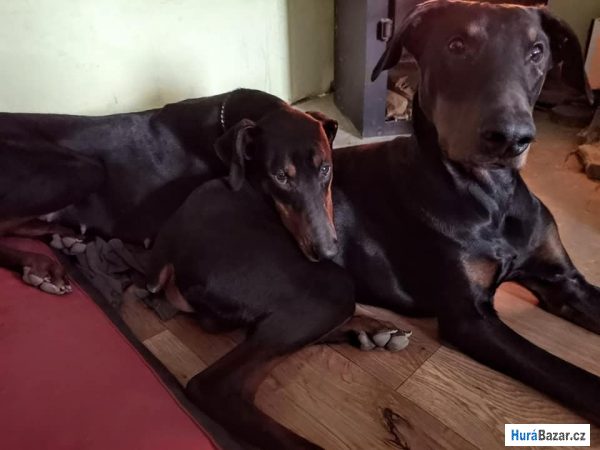 detailní fotografie