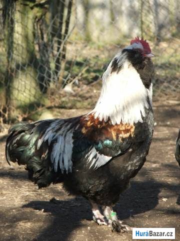 detailní fotografie