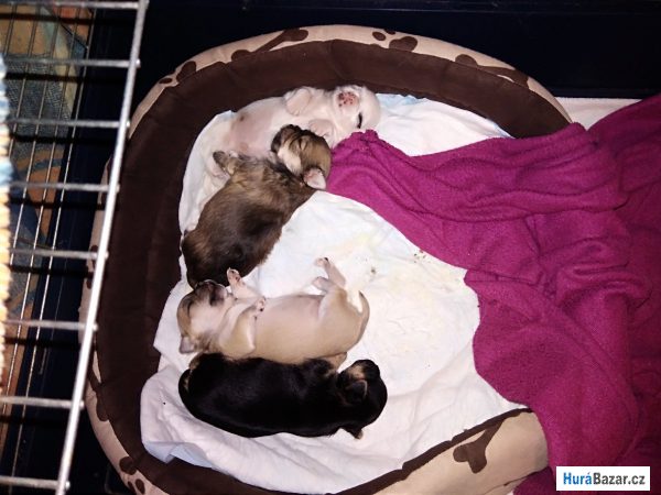 detailní fotografie