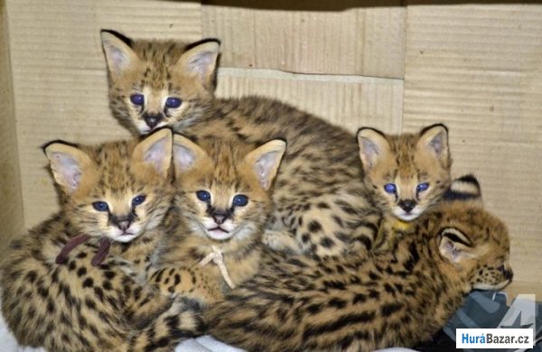 detailní fotografie