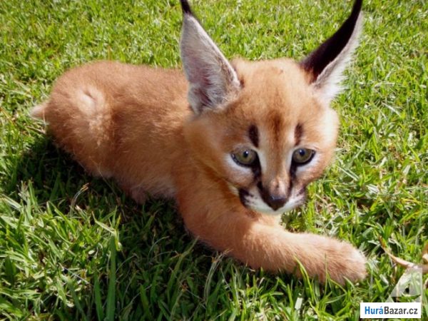 detailní fotografie