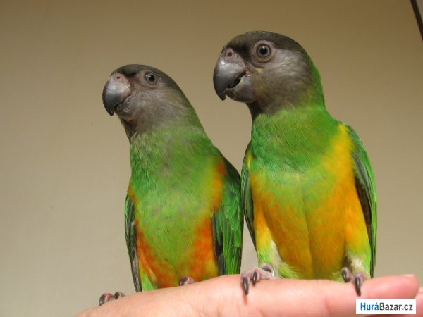 detailní fotografie