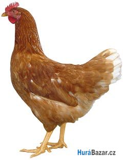 detailní fotografie