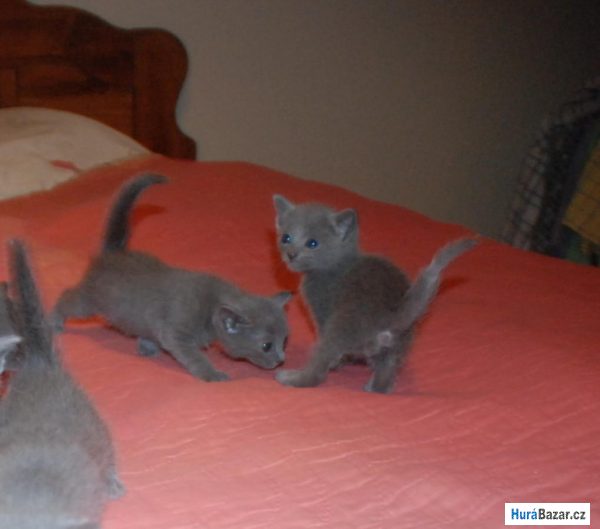 detailní fotografie