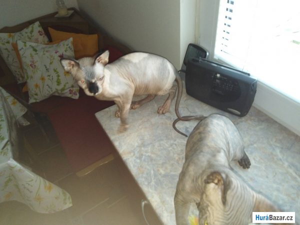 detailní fotografie