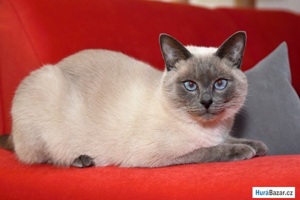 detailní fotografie