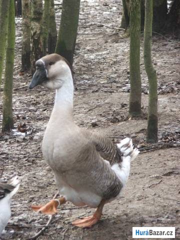 detailní fotografie