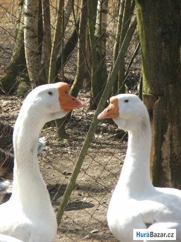detailní fotografie
