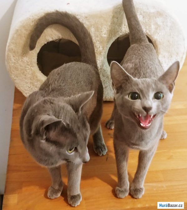 detailní fotografie