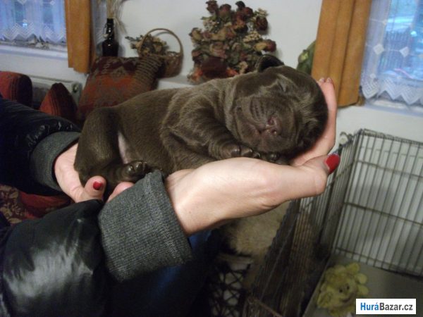 detailní fotografie