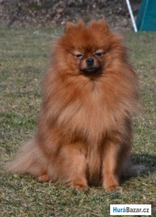 detailní fotografie