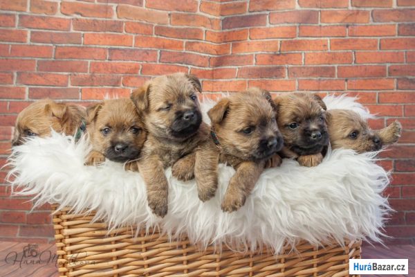 detailní fotografie